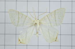 صورة Ourapteryx pallidula Inoue 1985