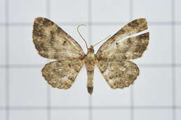 Image of Horisme hyperythra Hampson 1895