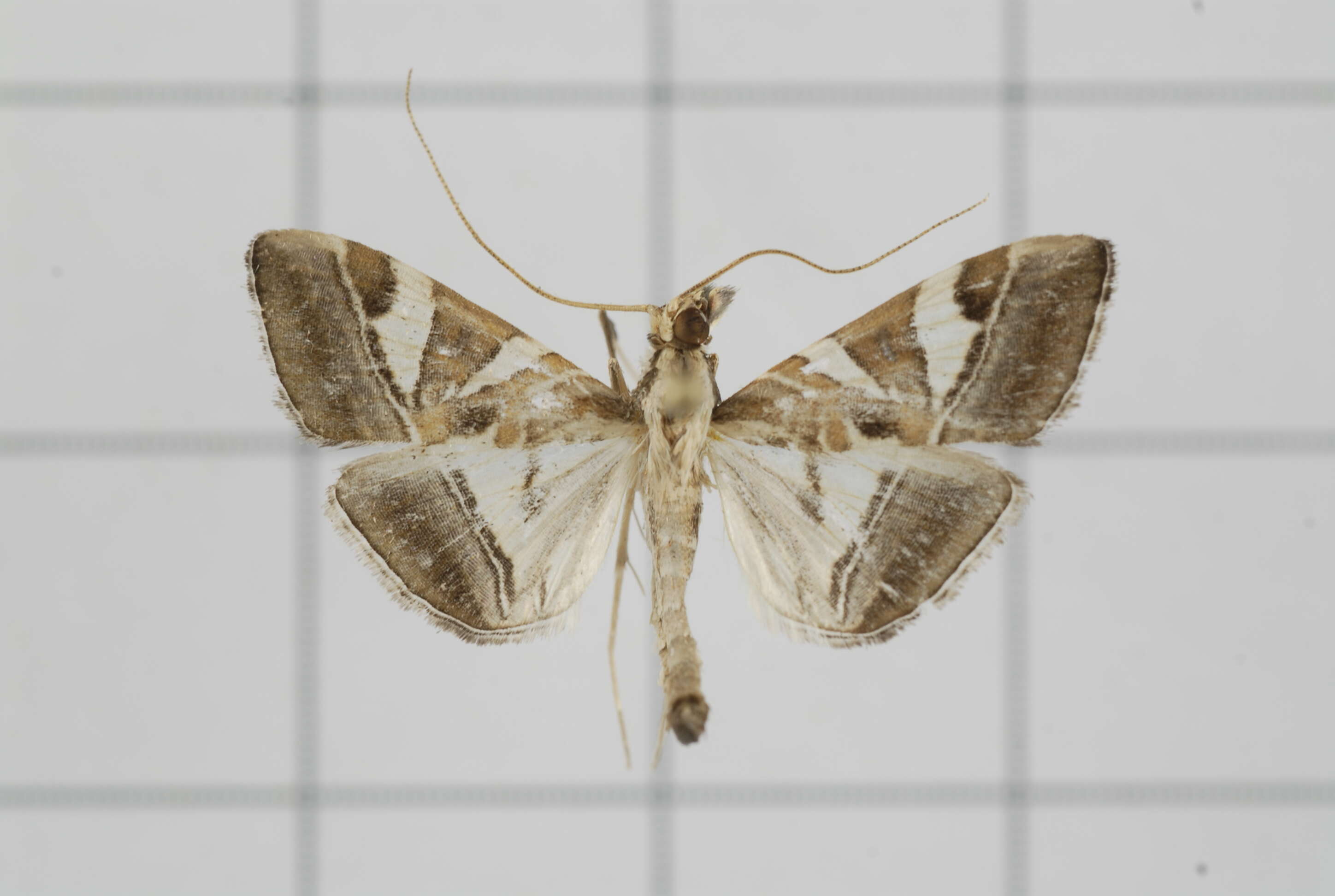 Sivun Agrioglypta itysalis Walker 1859 kuva