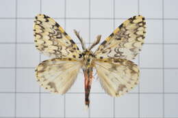 Image of Lymantria concolor Walker 1855