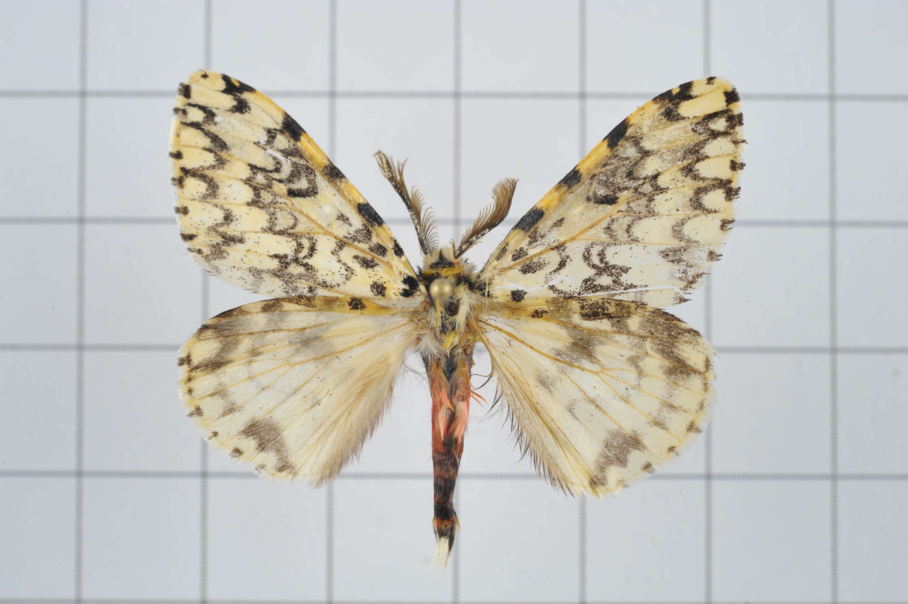 Image of Lymantria concolor Walker 1855