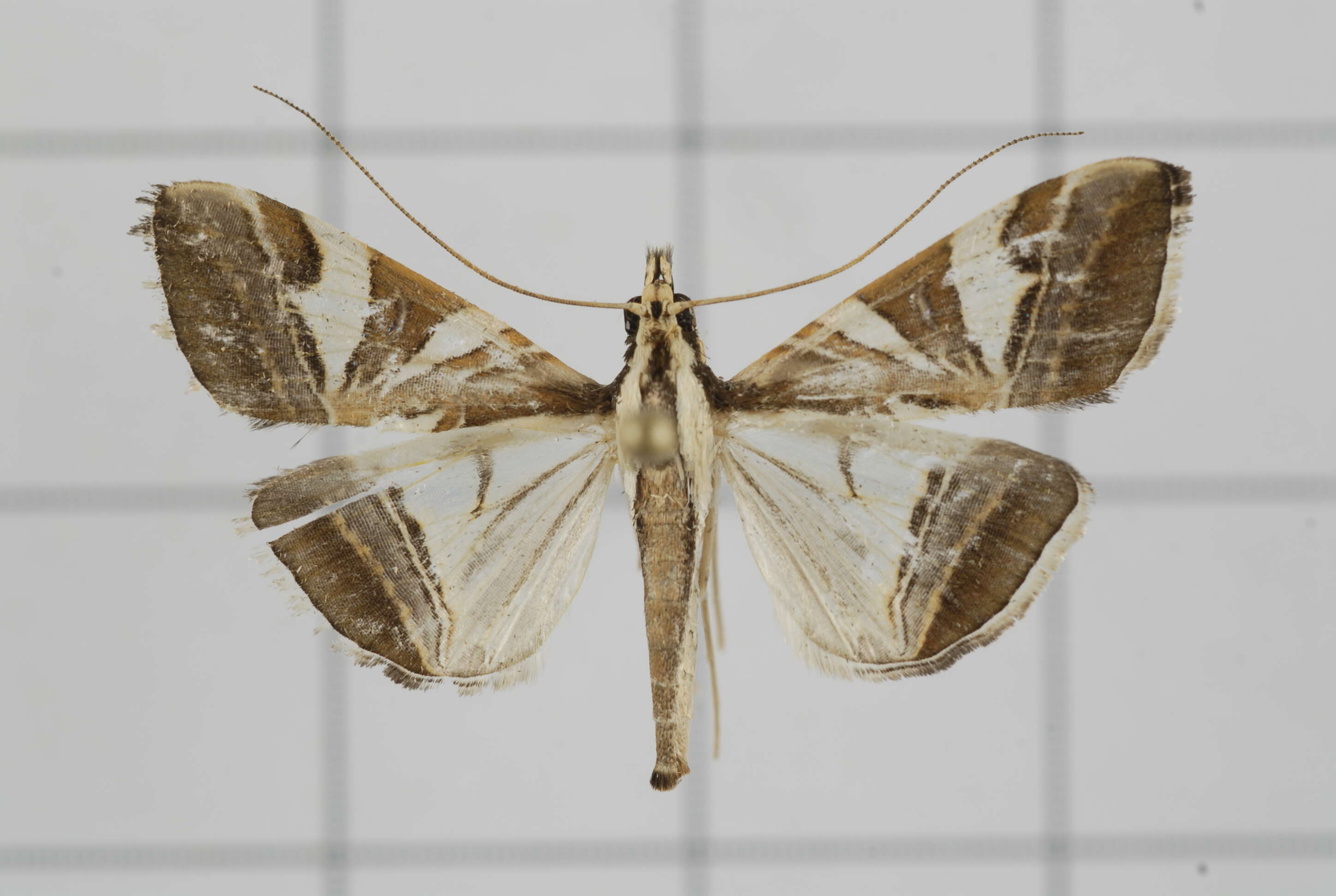 Sivun Agrioglypta itysalis Walker 1859 kuva