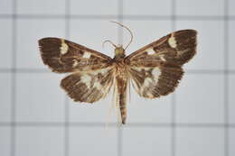 Image de Herpetogramma luctuosalis Guenée 1854