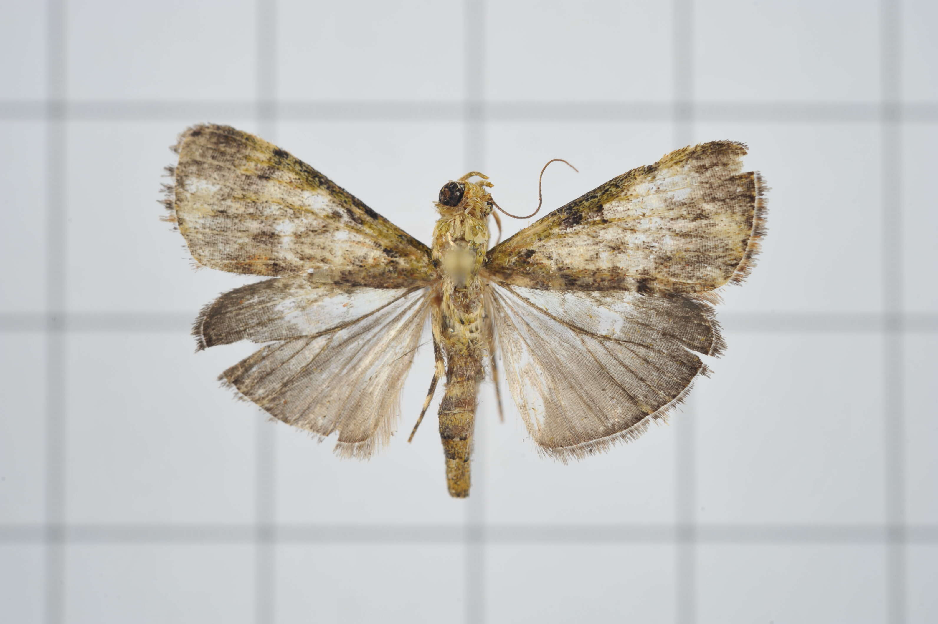 Image of Lamida obscura