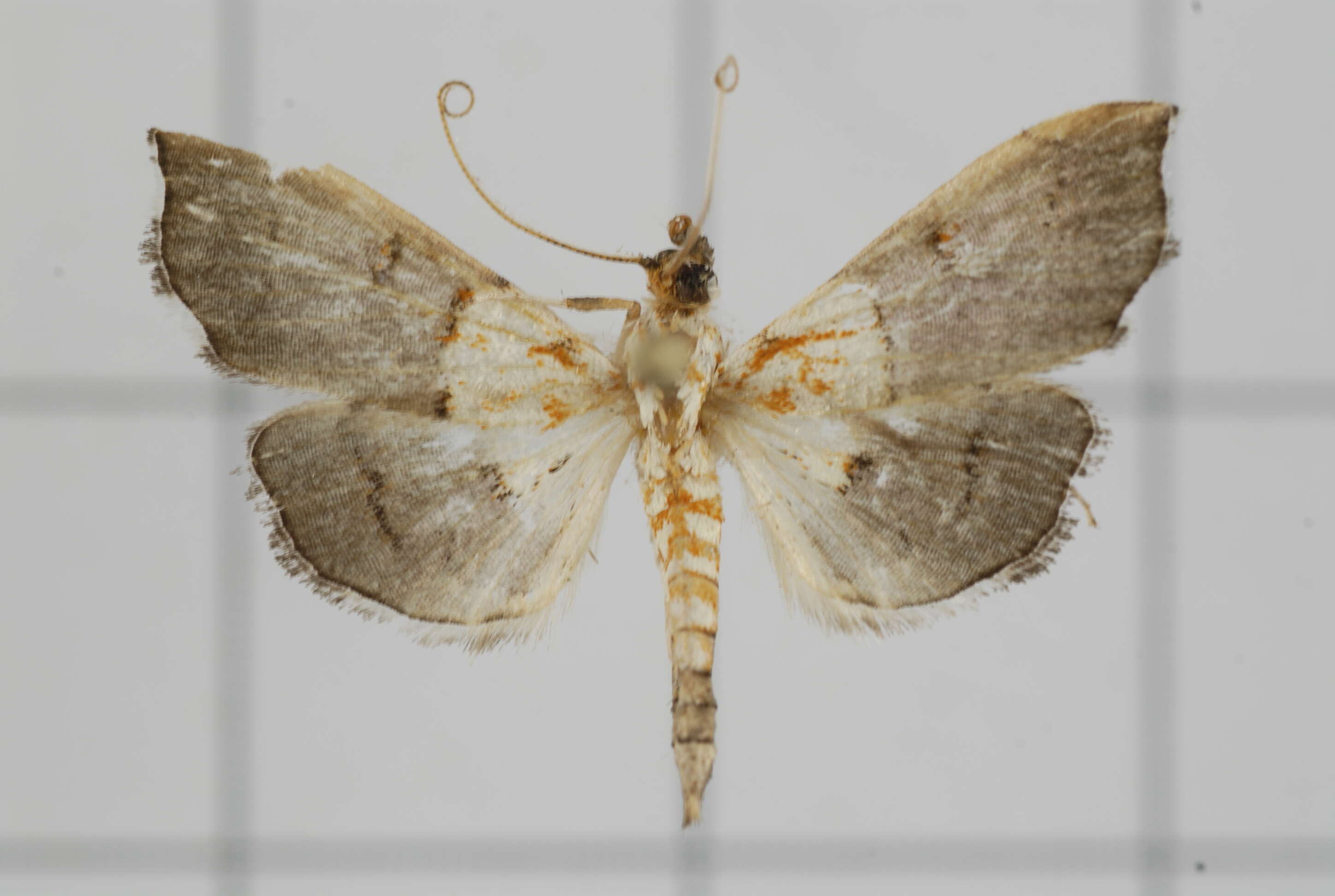 Image of Agrotera discinotata Swinhoe 1894