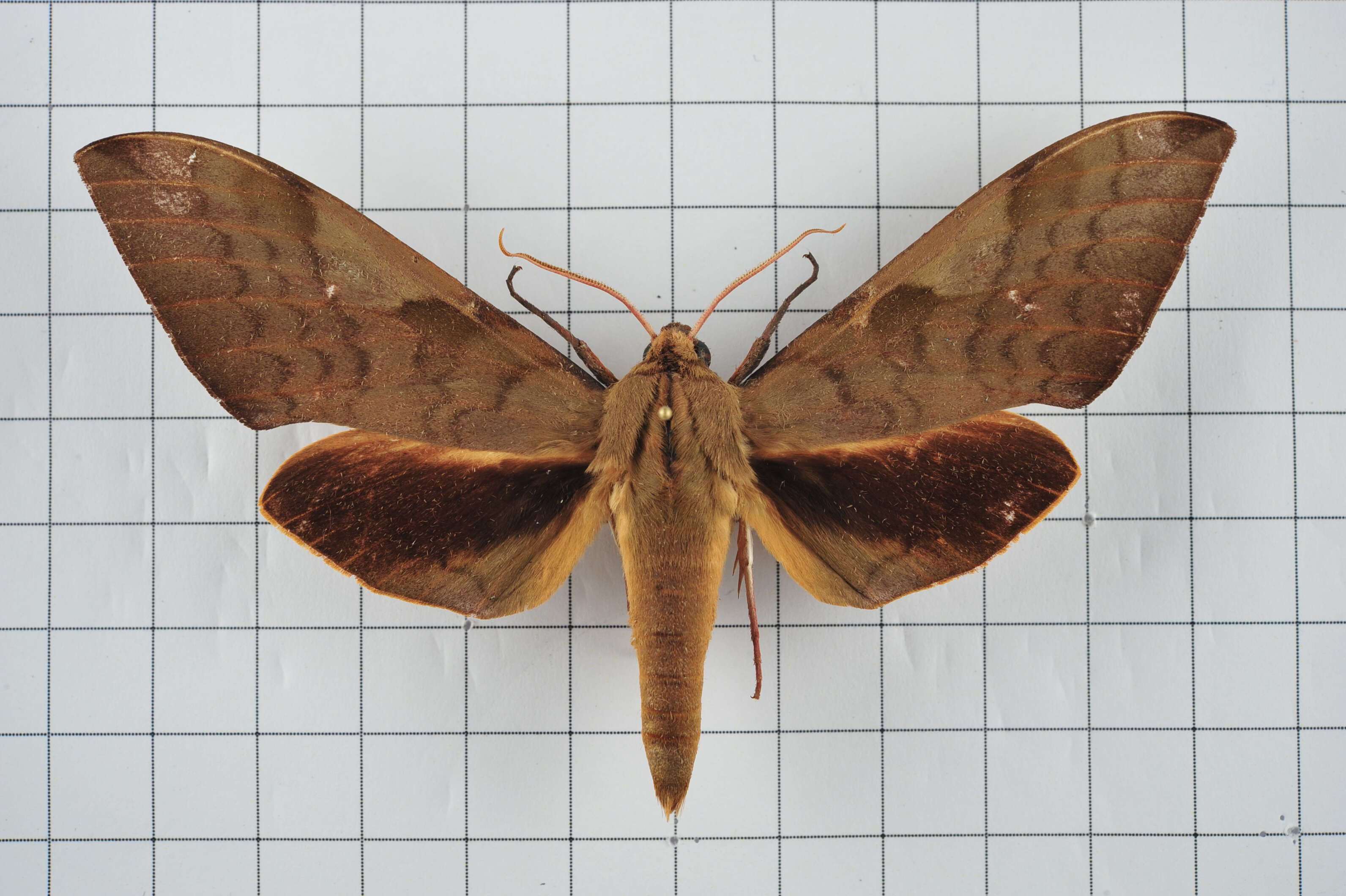 Image of Clanis bilineata (Walker 1866)