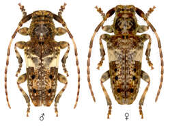 Image of Pogonocherus fasciculatus (Degeer 1775)