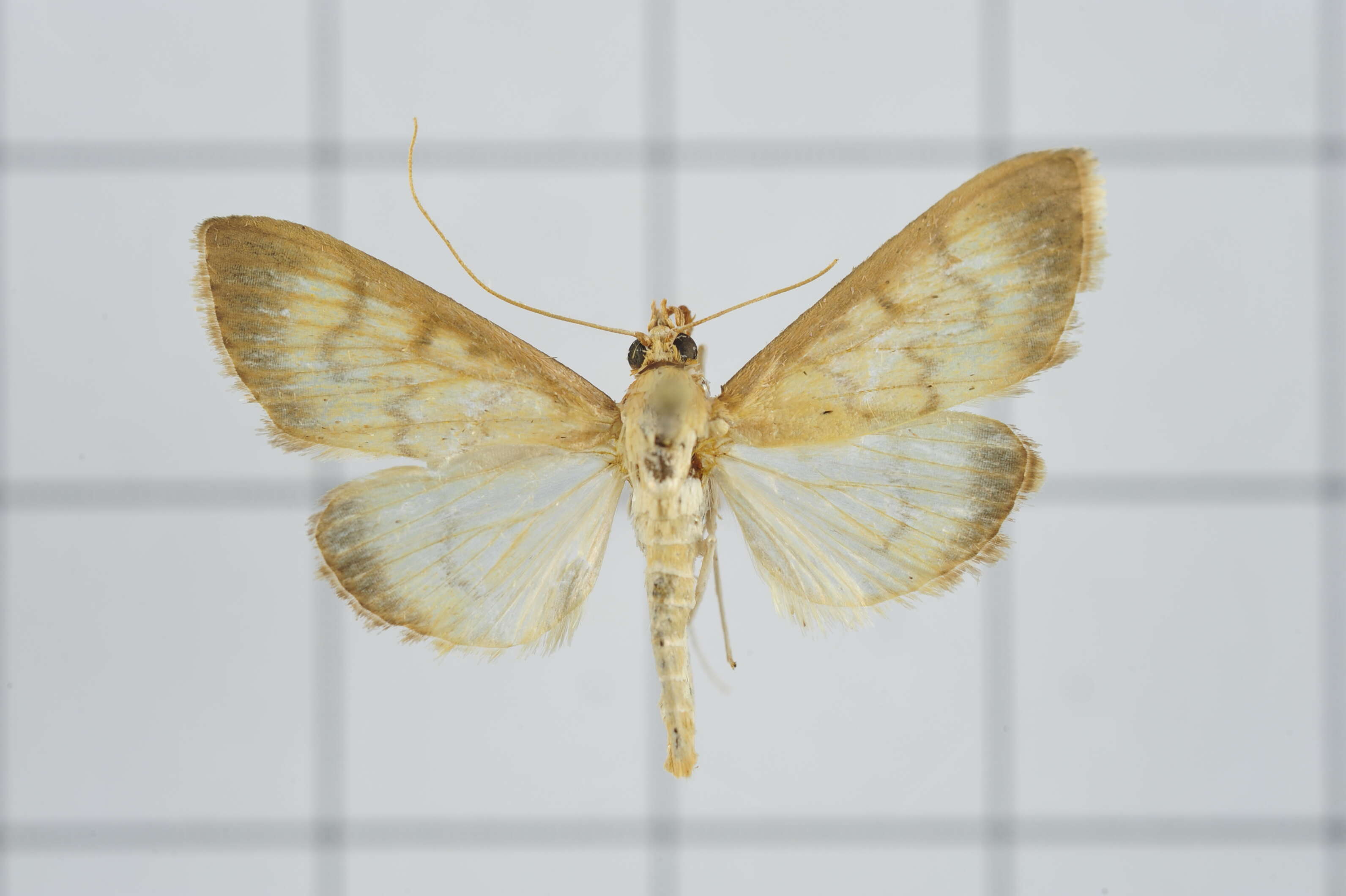 Sivun Crypsiptya coclesalis Walker 1859 kuva