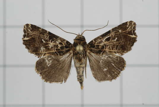 Image of Callopistria rivularis Walker 1857