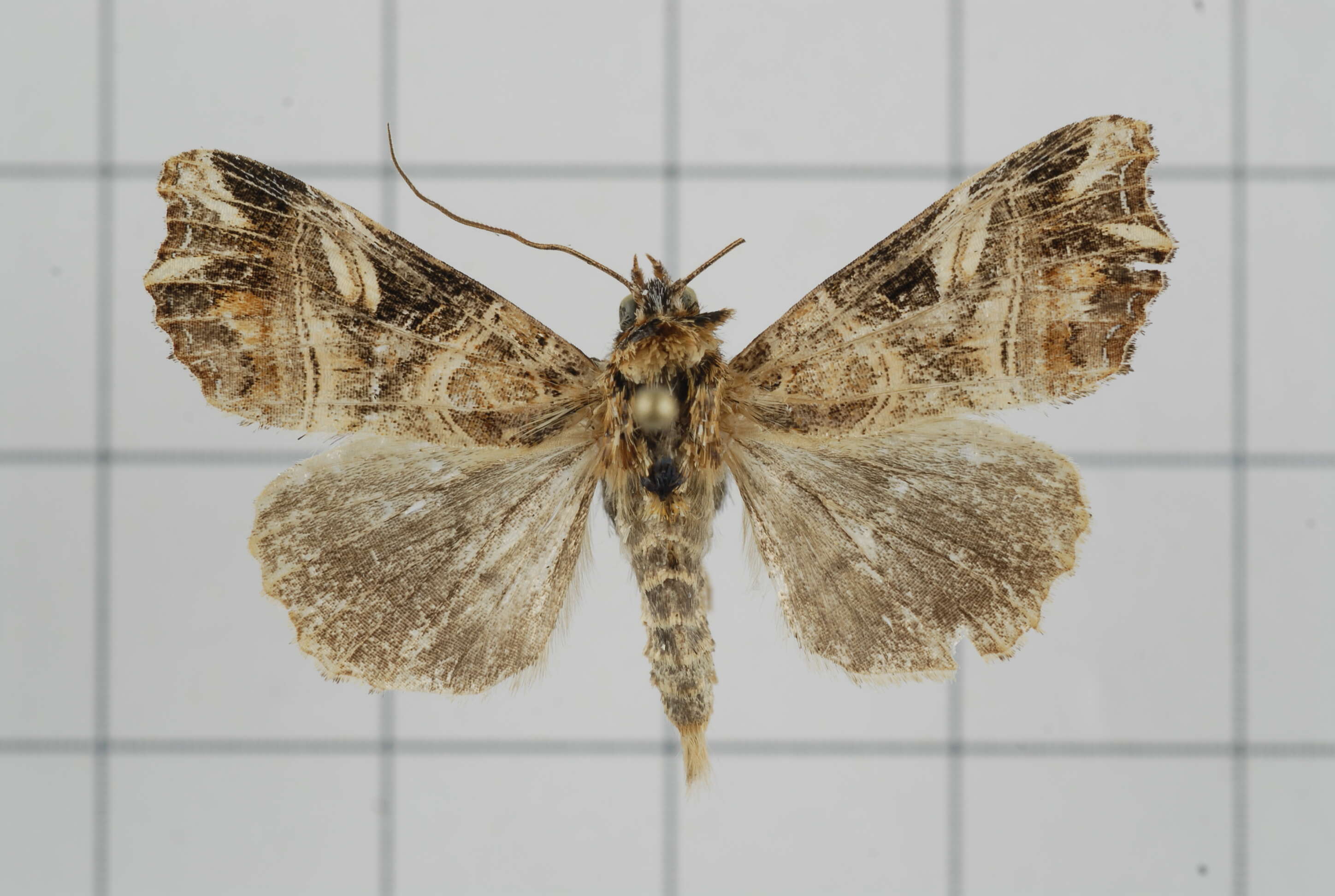 Image de Callopistria nobilior