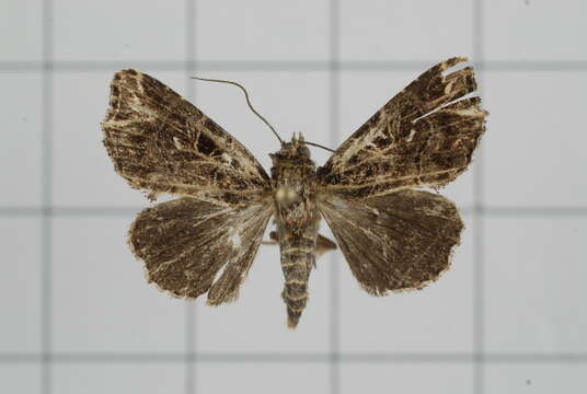 Image of Callopistria rivularis Walker 1857