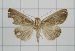 Image of Westermannia elliptica Bryk 1913