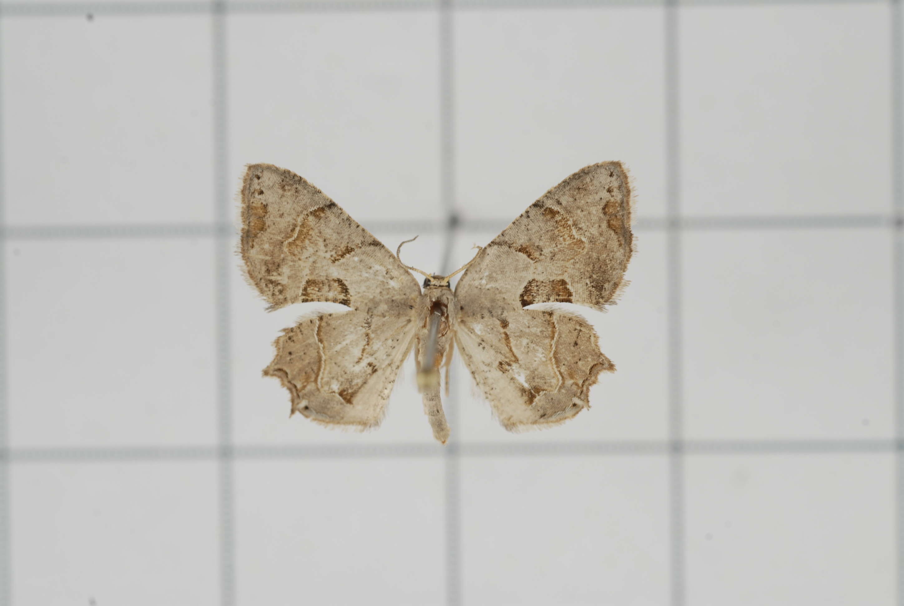 Image of Epiplema oyamana Matsumura 1931