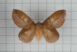 Image of Euthrix laeta Walker 1855