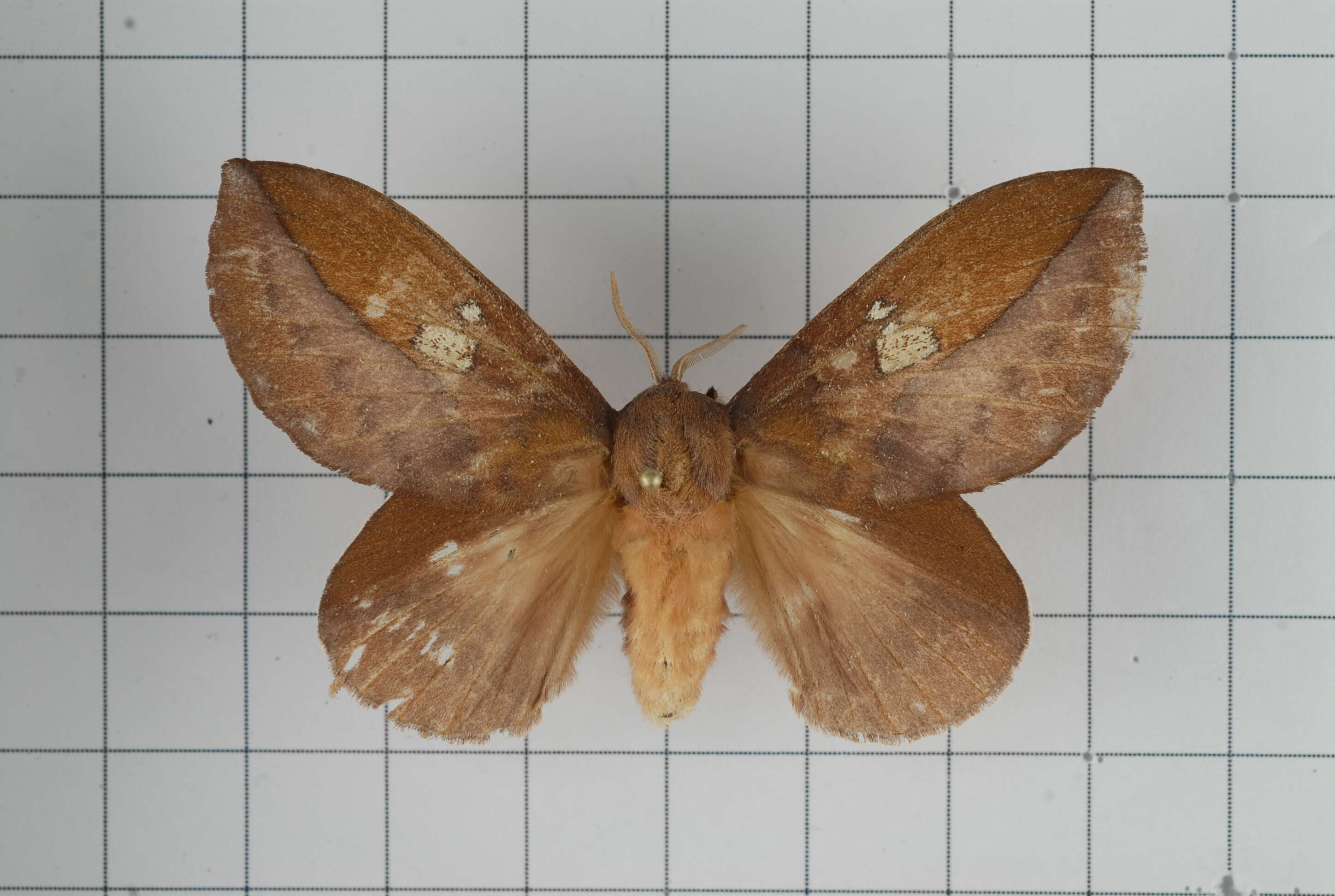 Image of Euthrix laeta Walker 1855