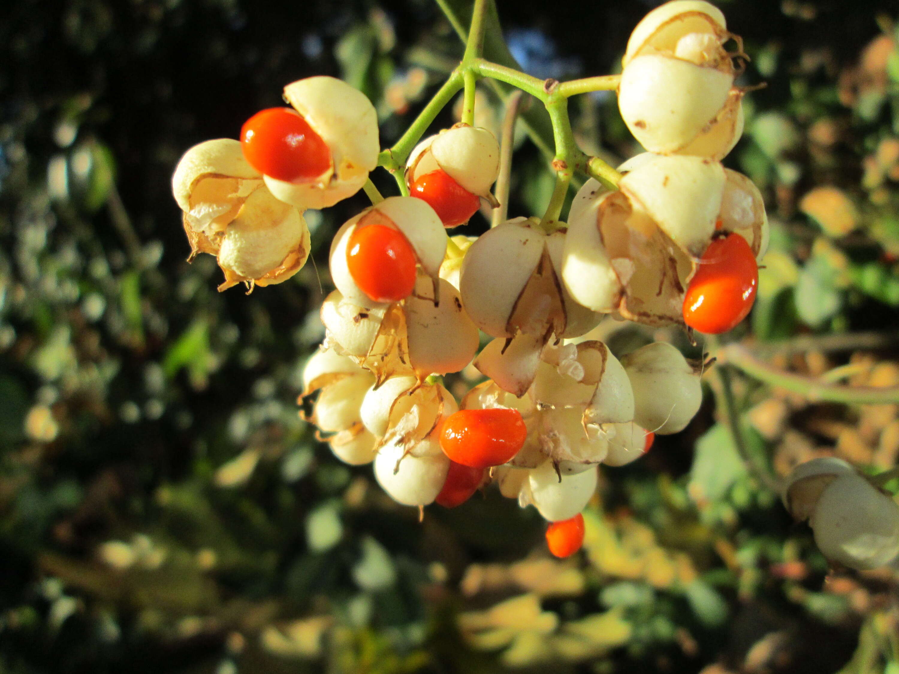 Plancia ëd Euonymus japonicus Thunb.