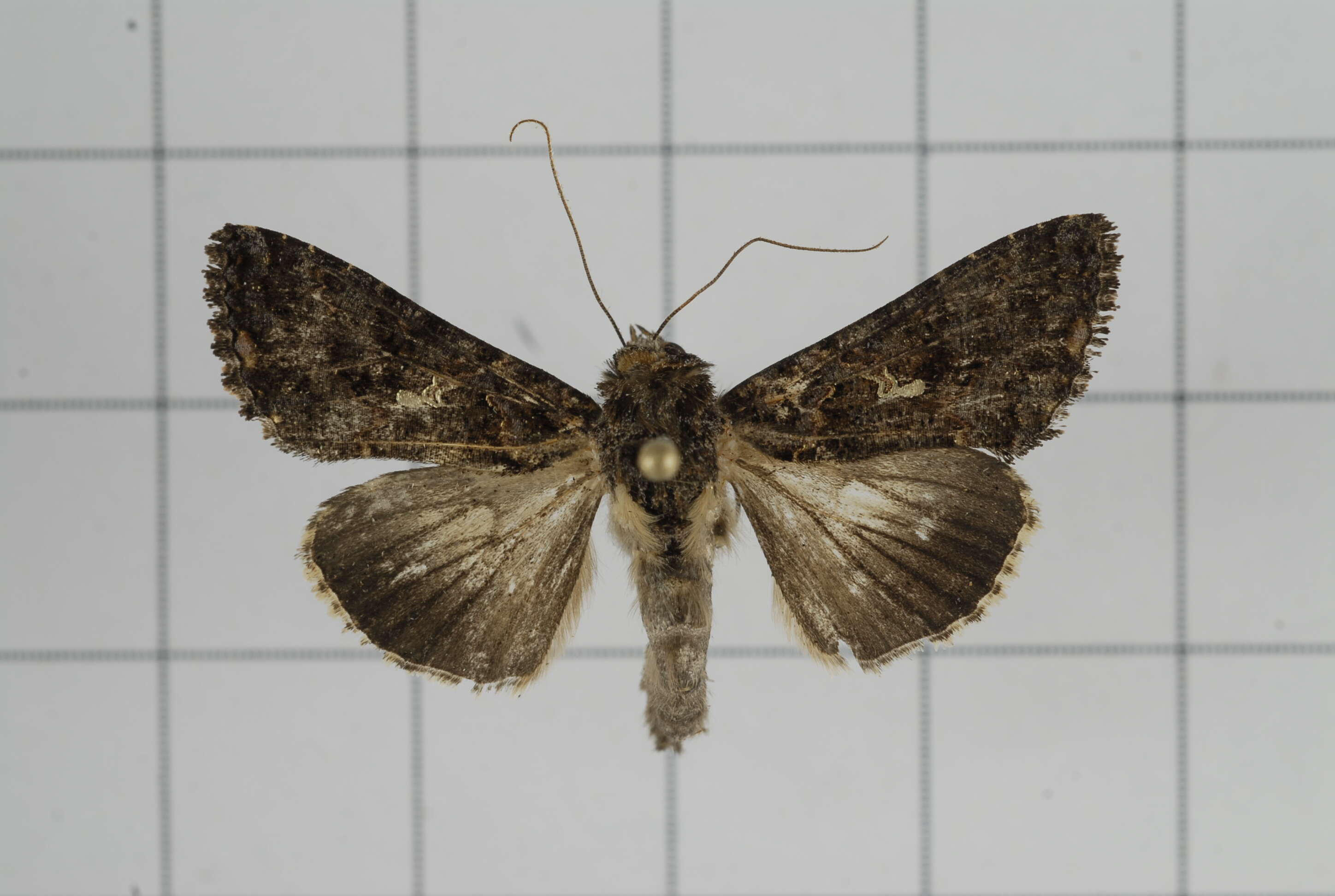 Image of Ctenoplusia limbirena Guenée 1852