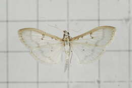 Image of Palpita warrenalis Swinhoe 1894