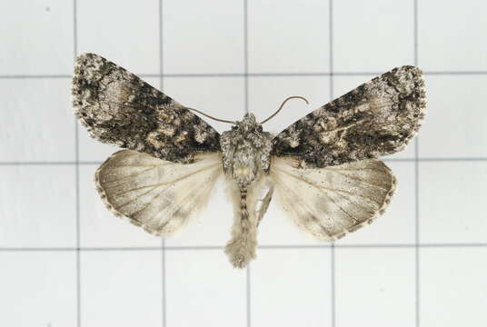 Imagem de Acronicta nigromaculata Warren 1912