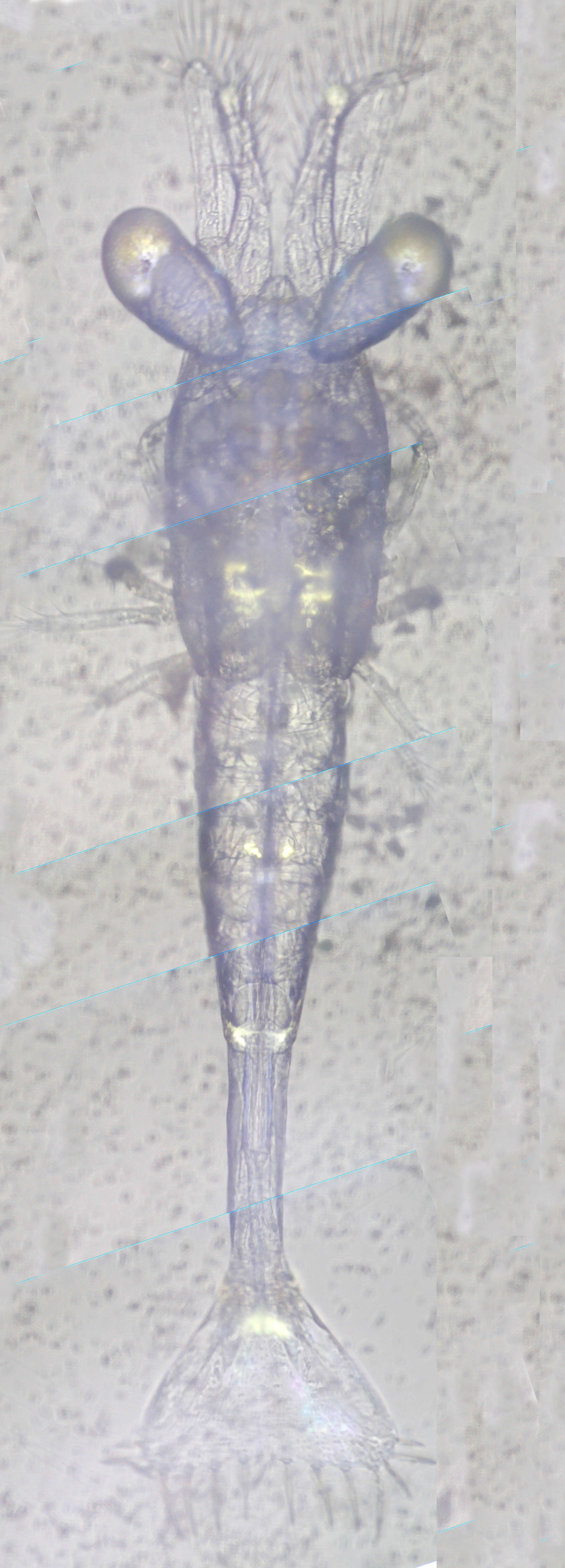 Image of Palaemonetes