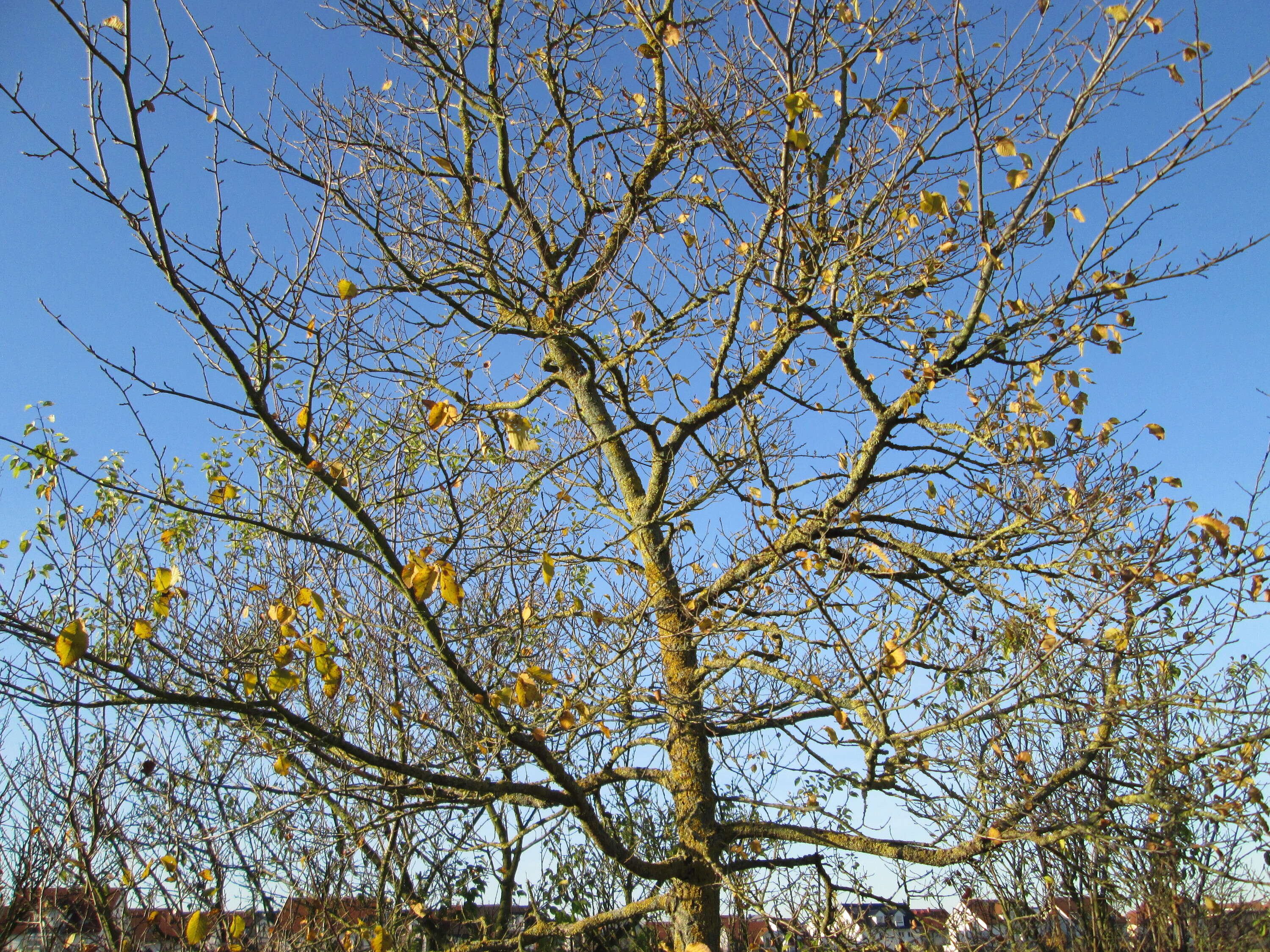 Image of Small-leaved Elm