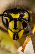 Image of Common wasp