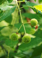 Image of common buttonbush