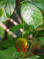 Image of common buttonbush