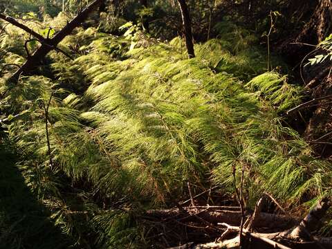 Imagem de Equisetum sylvaticum L.