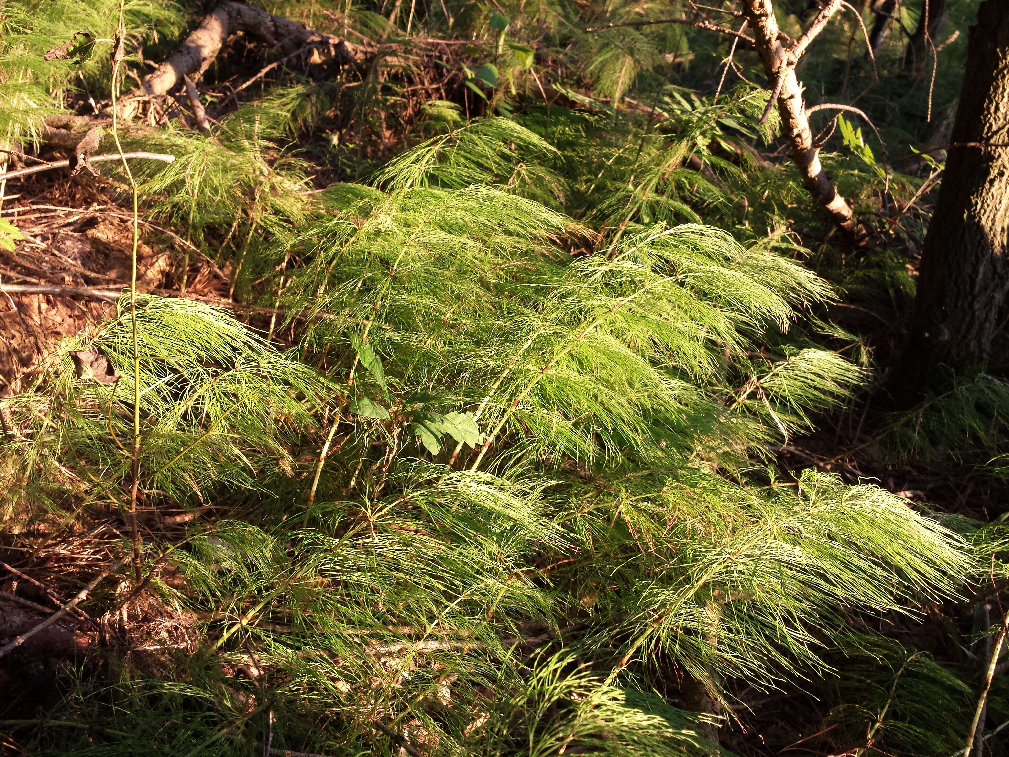 Imagem de Equisetum sylvaticum L.