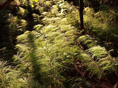 Image of Wood Horsetail