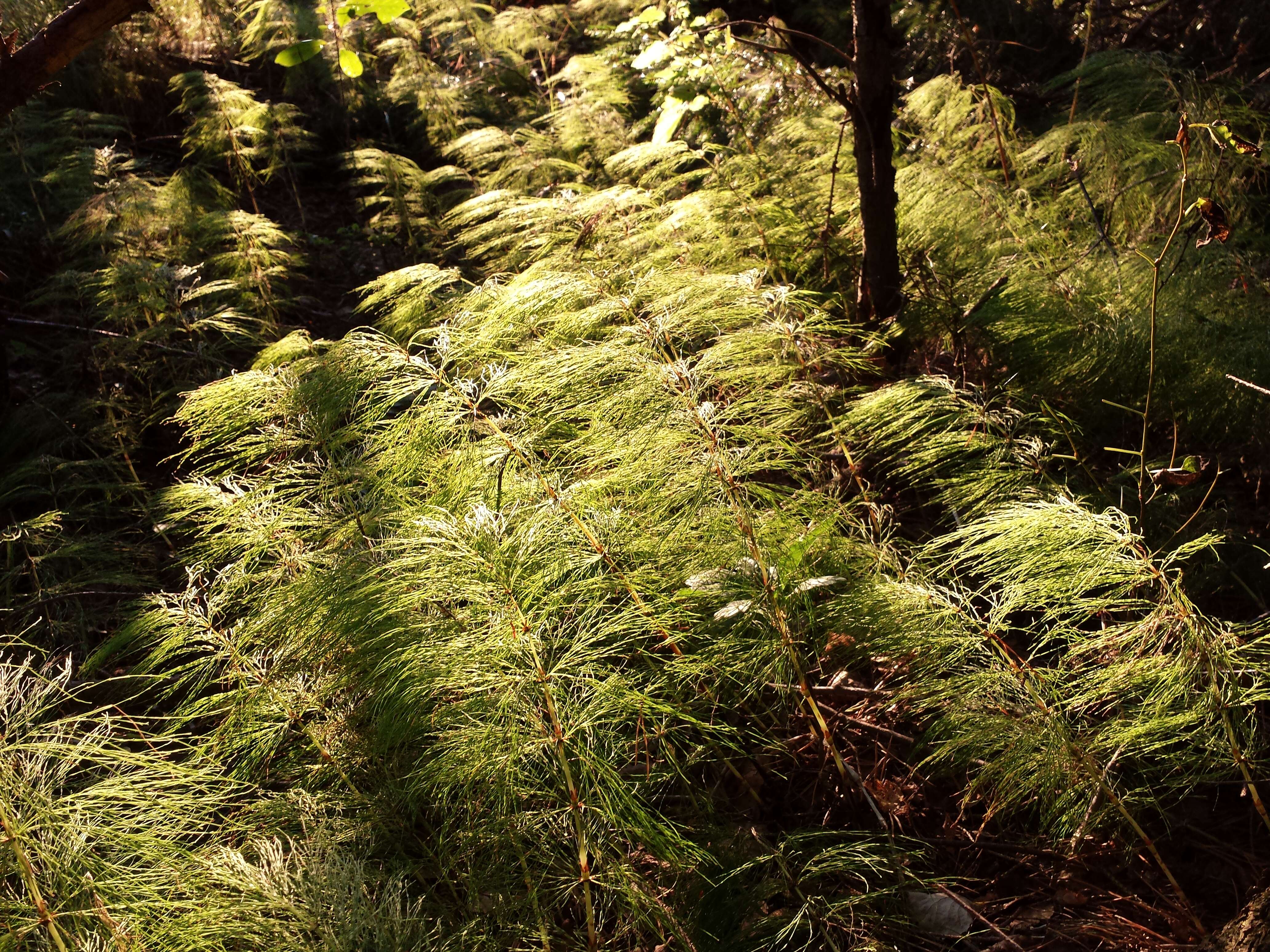 Imagem de Equisetum sylvaticum L.