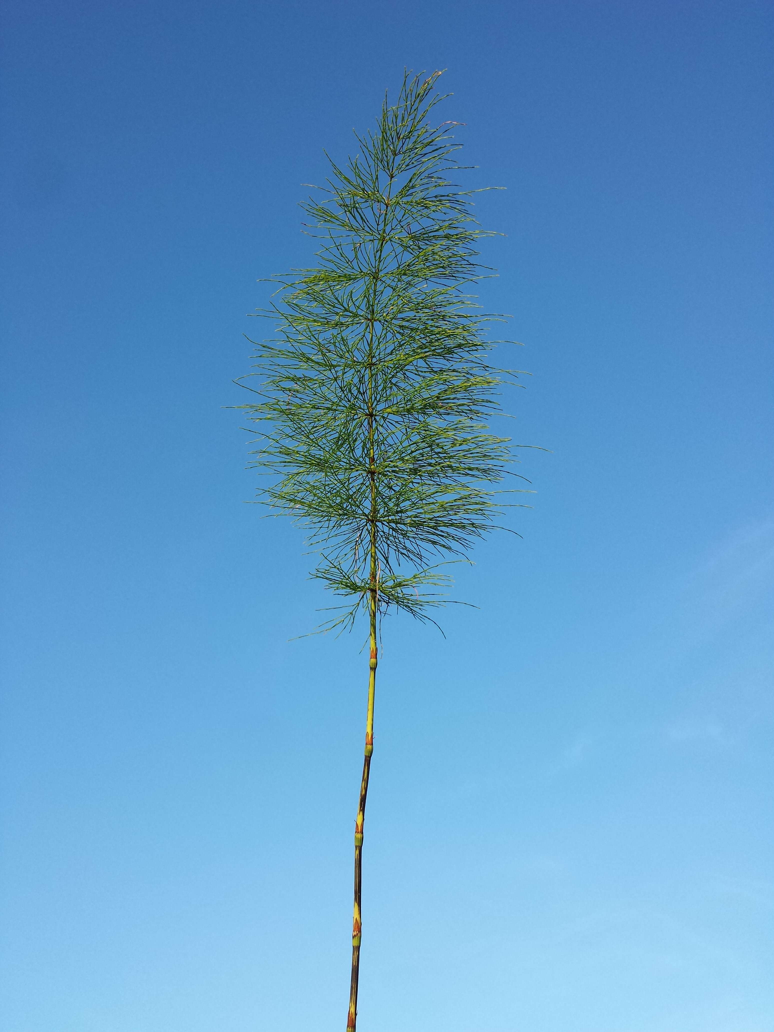 Слика од Equisetum sylvaticum L.