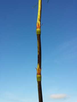 Image of Wood Horsetail