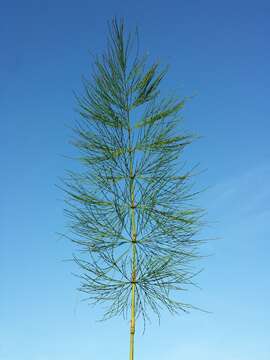 Image of Wood Horsetail