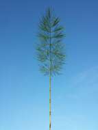 Image of Wood Horsetail