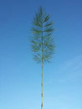 Image of Wood Horsetail