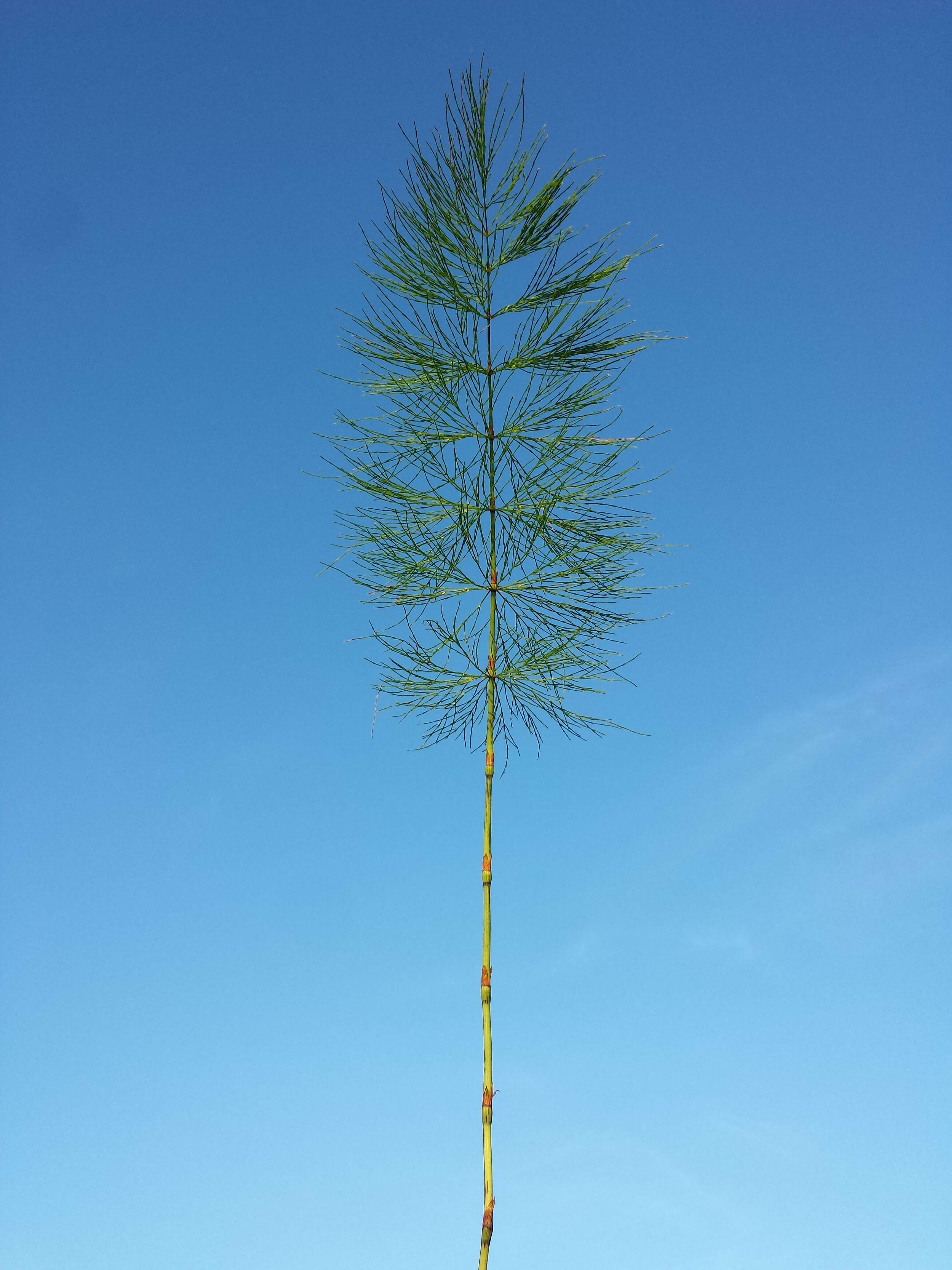 Image of Wood Horsetail