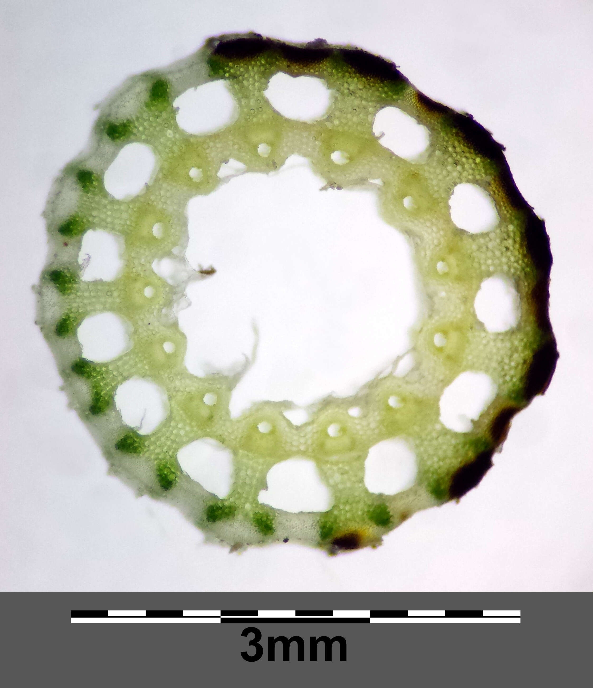 Слика од Equisetum sylvaticum L.