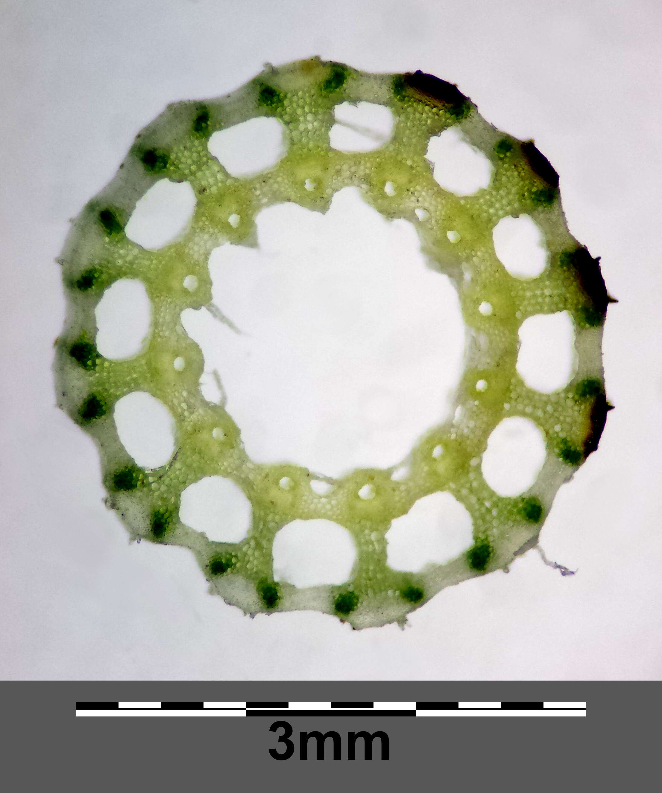 Слика од Equisetum sylvaticum L.