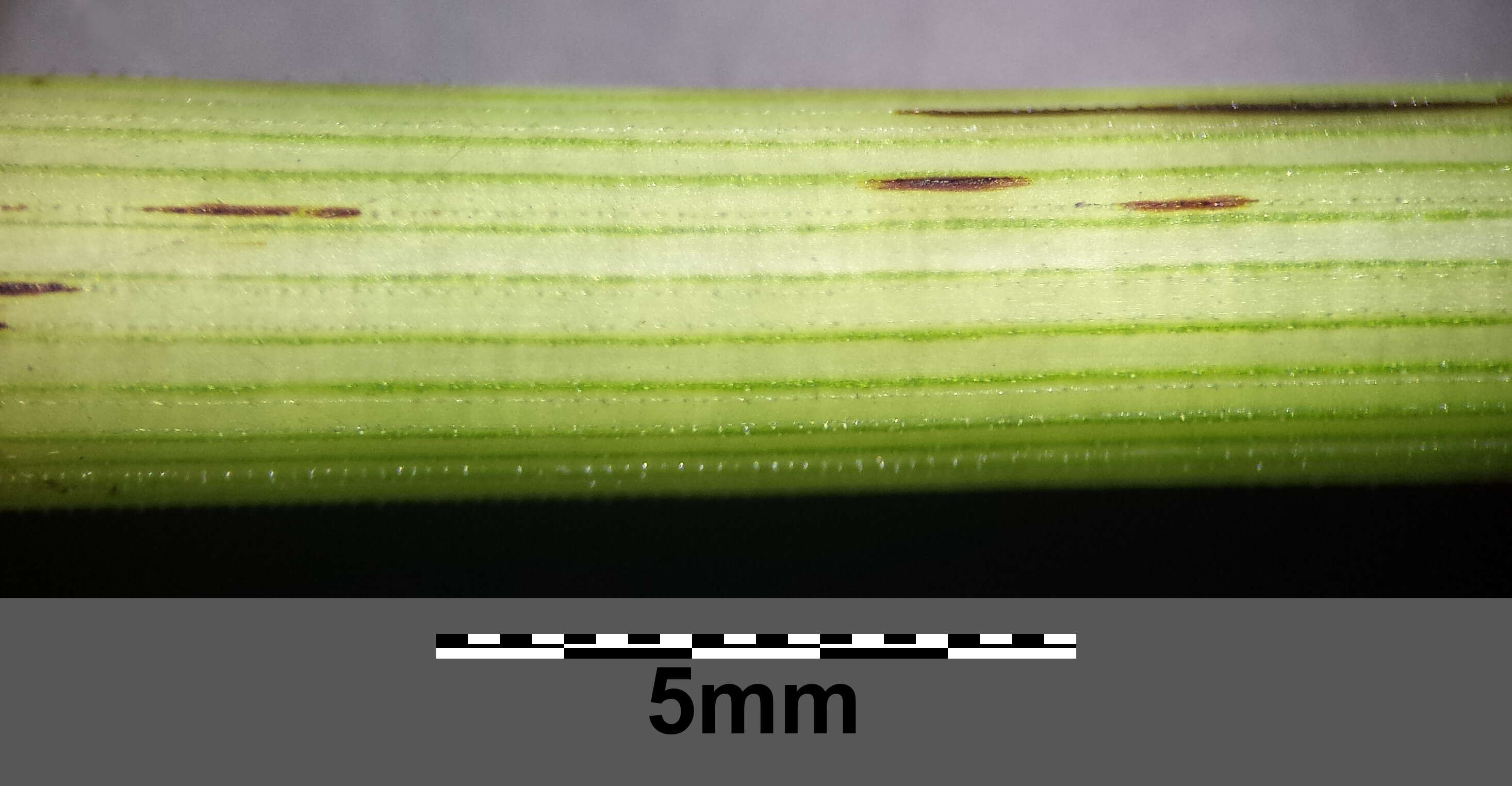 Слика од Equisetum sylvaticum L.