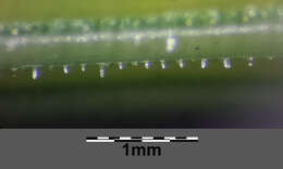 Слика од Equisetum sylvaticum L.