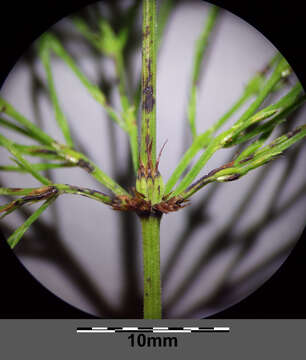 Image of Wood Horsetail