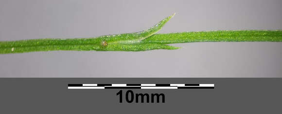 Image of Wood Horsetail