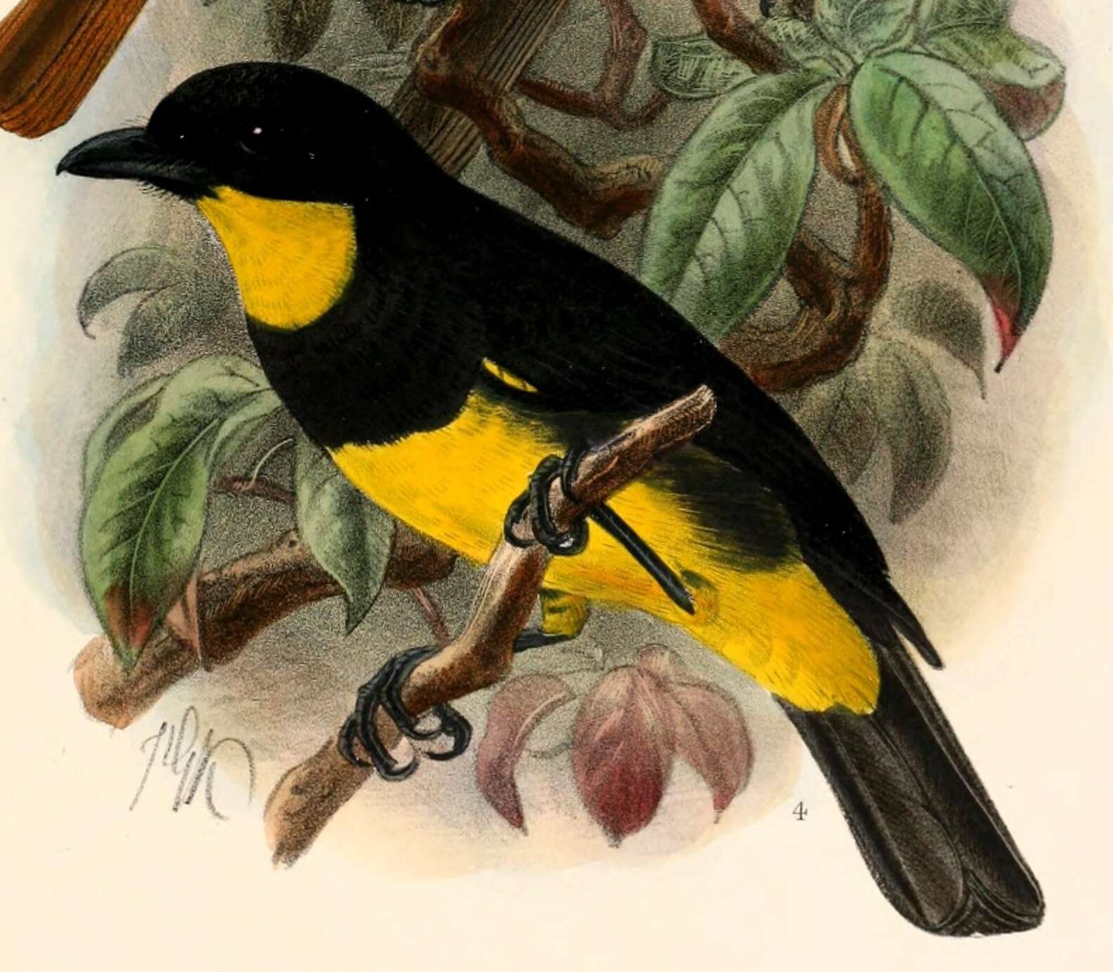 Image of Oriole Whistler