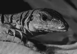 Image of Common Puerto Rican Ameiva