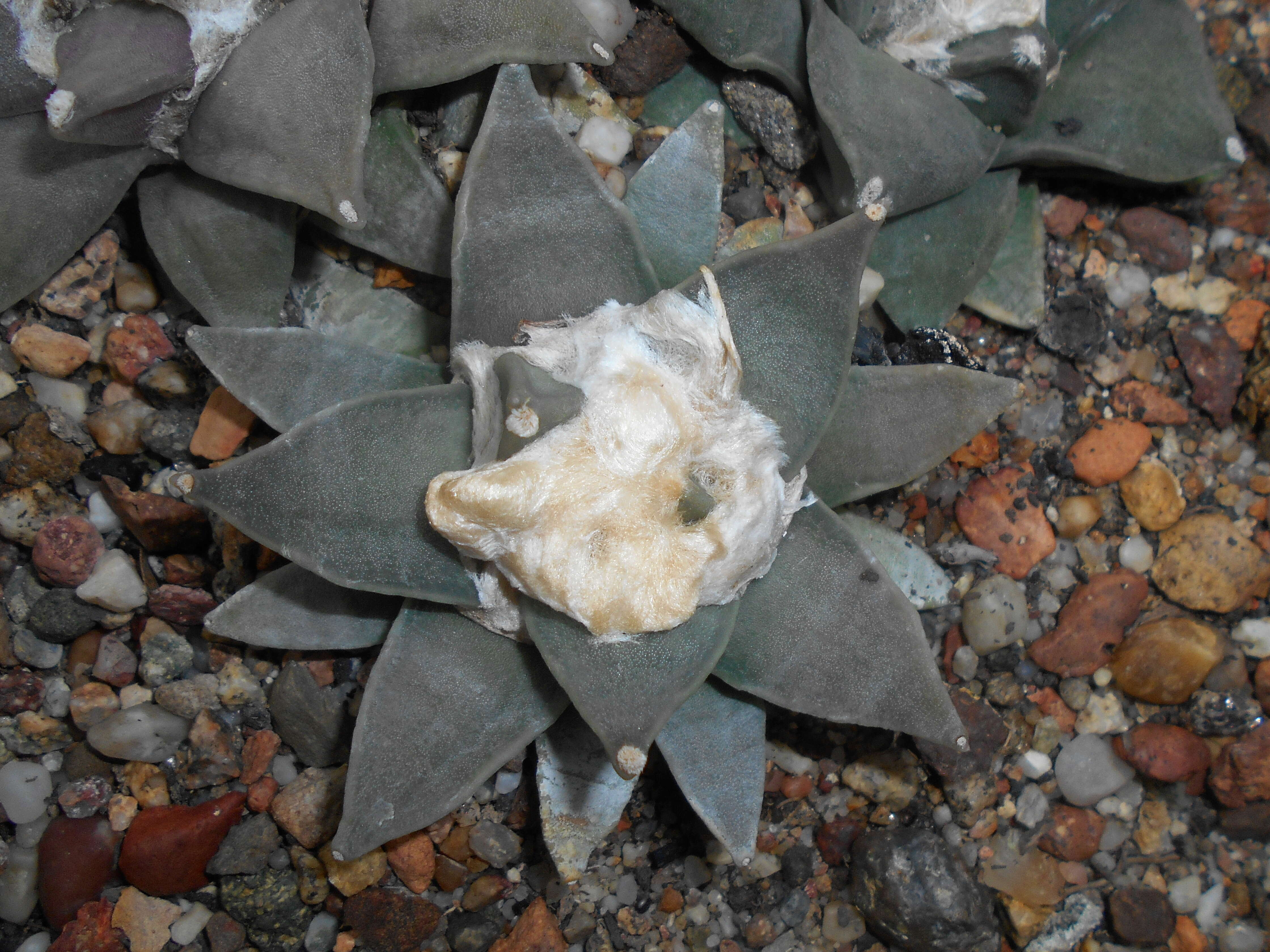 Image of Ariocarpus retusus Scheidw.