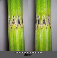 Image of Marsh Horsetail