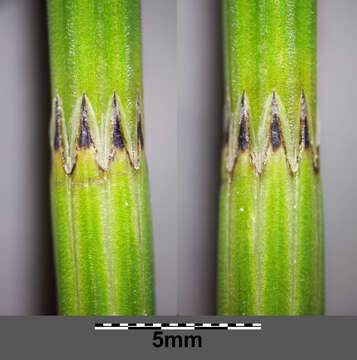 Image of Marsh Horsetail