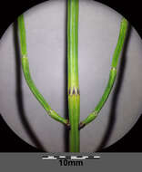 Image of Marsh Horsetail